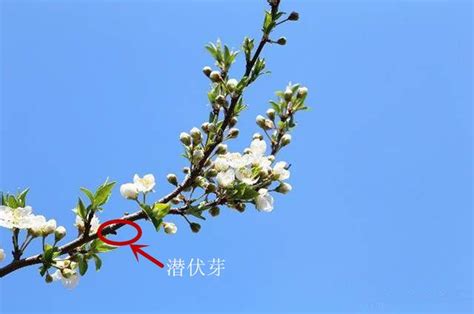 杏樹枝|杏樹栽培技術 杏樹枝芽生長特性